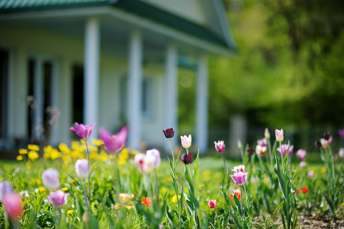 Tulips_Front-yard